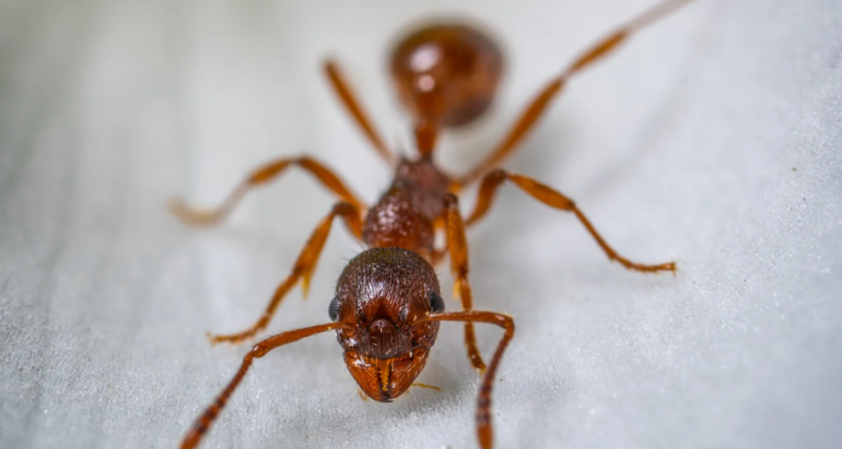 Ant Control