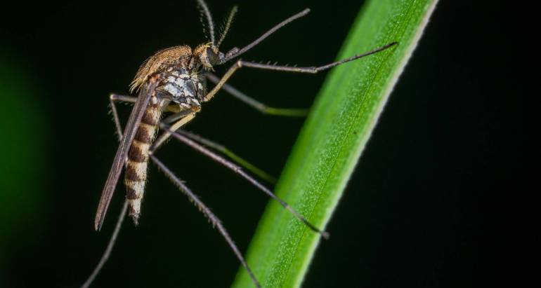Mosquito Control