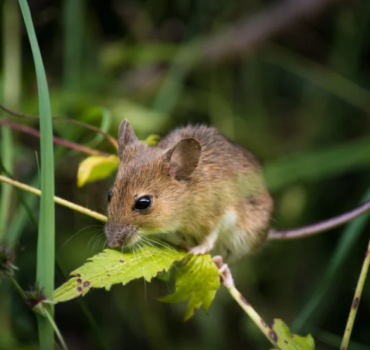 Rodent Removal