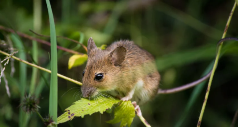 Rodent Removal