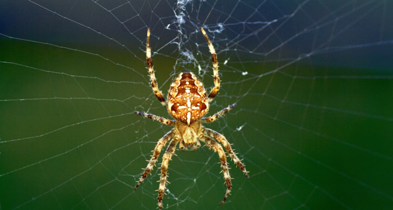Spider Control