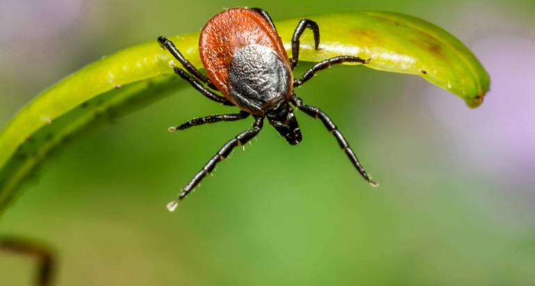 Tick Control
